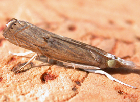 Bluegrass Webworm